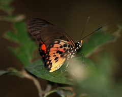 Pseudacraea boisduvalii boisduvalii