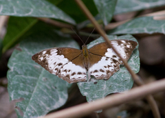 Harma theobene theobene