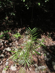 Chamaedorea seifrizii