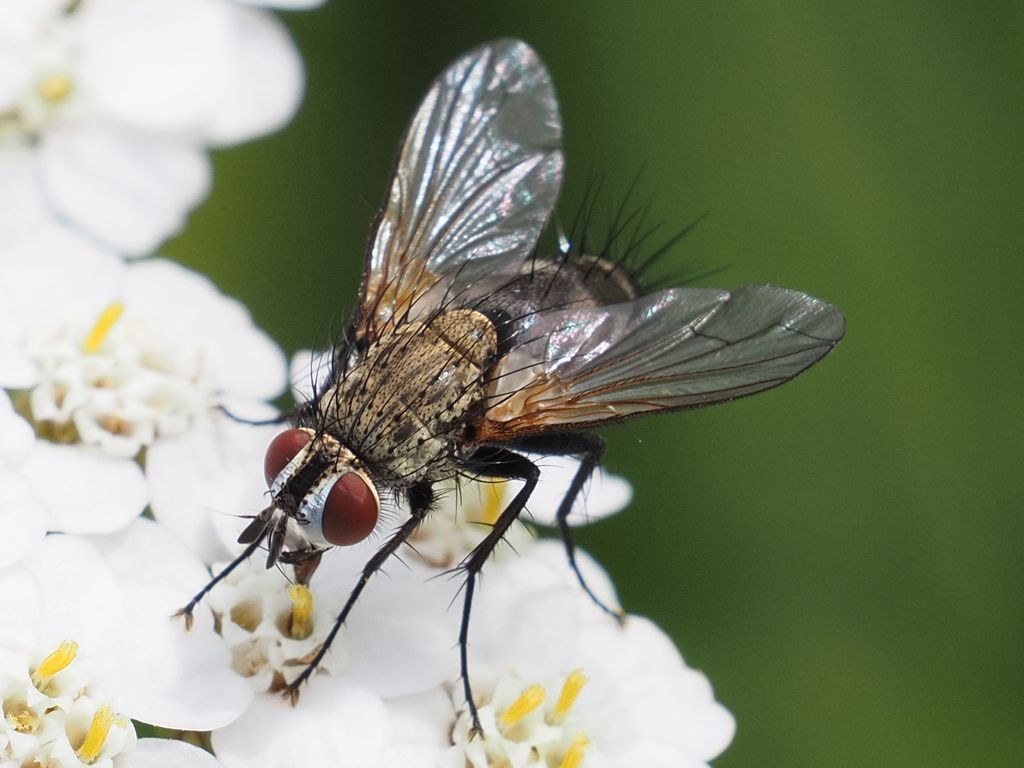 Bithia spreta