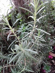 Salvia rosmarinus
