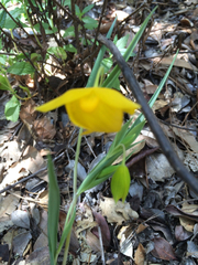 Calochortus amabilis