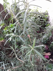 Salvia rosmarinus