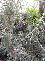 Salvia rosmarinus