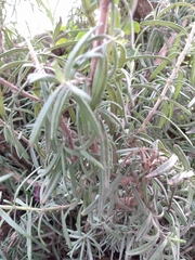 Salvia rosmarinus