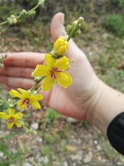 Verbascum sinuatum