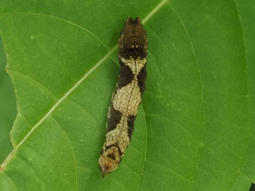 Scarce Hook-tip