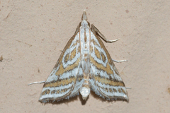 Leptosteges parthenialis