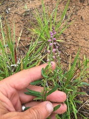 Polygala polygama