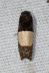 Epiblema tripartitana
