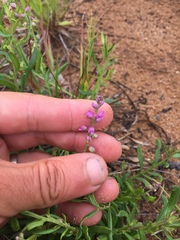 Polygala polygama