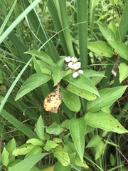 Cornus racemosa