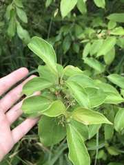 Cornus amomum