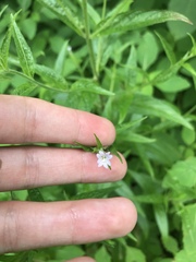 Epilobium leptophyllum