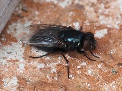 Protophormia terraenovae