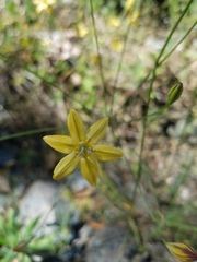 Triteleia ixioides cookii