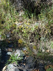 Triteleia ixioides cookii