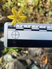 Triteleia ixioides cookii