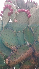 Opuntia streptacantha