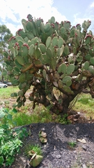 Opuntia streptacantha