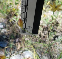 Triteleia ixioides cookii