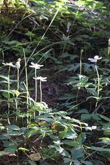 Anemonastrum deltoideum