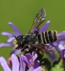 Megachile