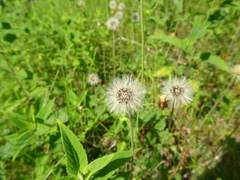 Pilosella aurantiaca