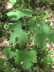 Cnidoscolus multilobus