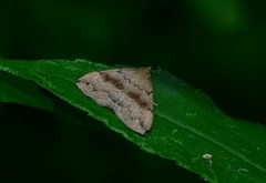 Phalaenostola eumelusalis