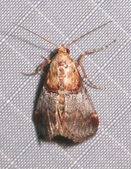 Cacozelia basiochrealis