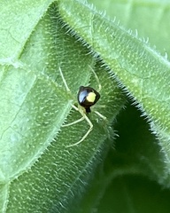 Theridula