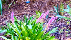 Acanthorhynchus tenuirostris