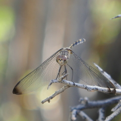 Dythemis nigrescens
