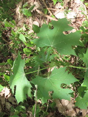 Cnidoscolus multilobus