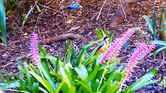 Acanthorhynchus tenuirostris