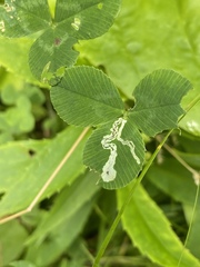 Liriomyza fricki