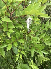 Toxicodendron vernix