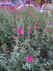 Salvia microphylla