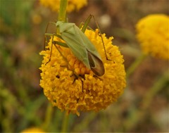 Thiomiris sulphureus