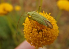 Thiomiris sulphureus