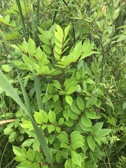 Toxicodendron vernix