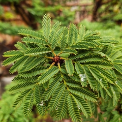 Vachellia schaffneri