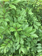 Toxicodendron vernix