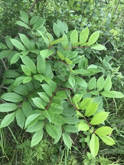 Toxicodendron vernix