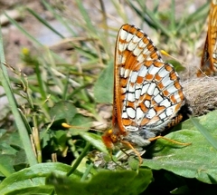 Euphydryas editha