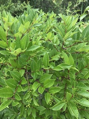 Toxicodendron vernix