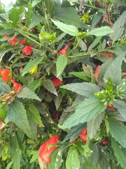 Malvaviscus penduliflorus