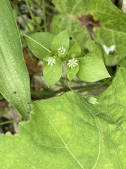 Stellaria neglecta