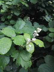 Rubus